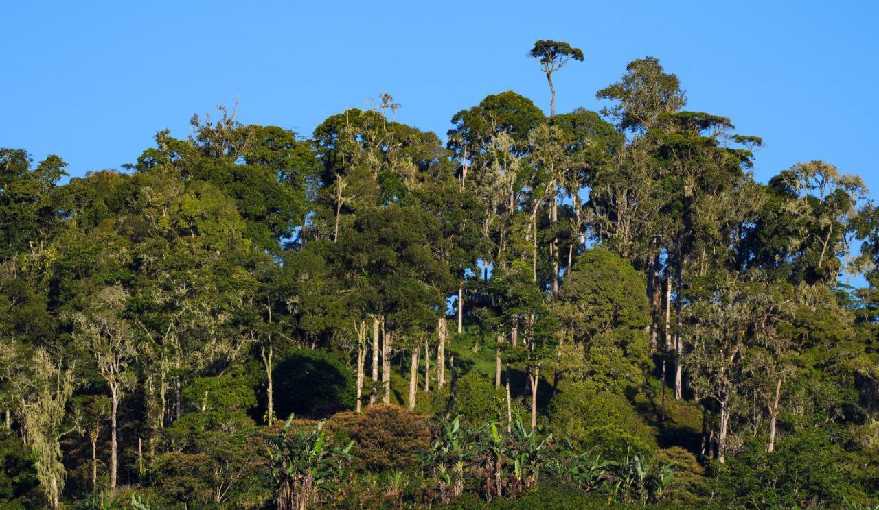 Arte de Plumas birding lodge Cartago Exterior foto