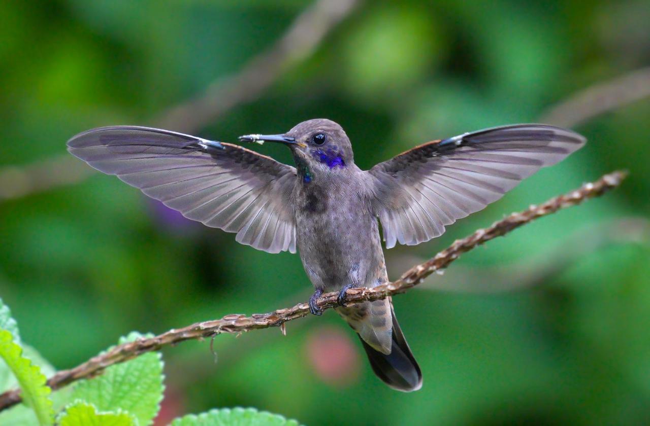 Arte de Plumas birding lodge Cartago Exterior foto