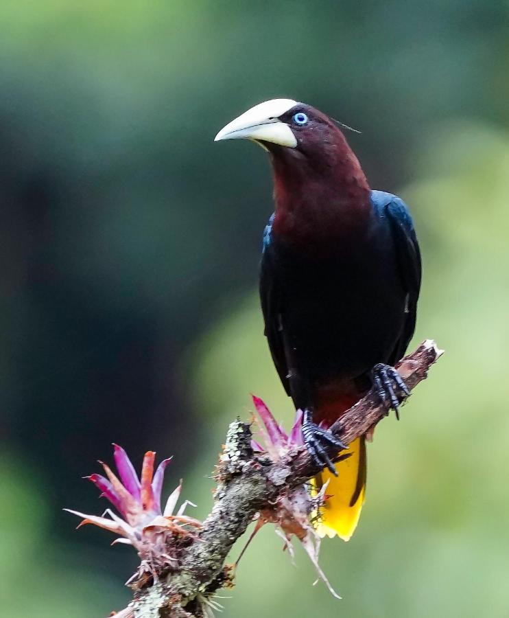 Arte de Plumas birding lodge Cartago Exterior foto