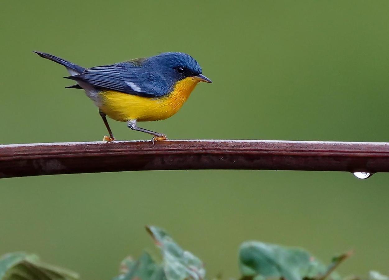 Arte de Plumas birding lodge Cartago Exterior foto