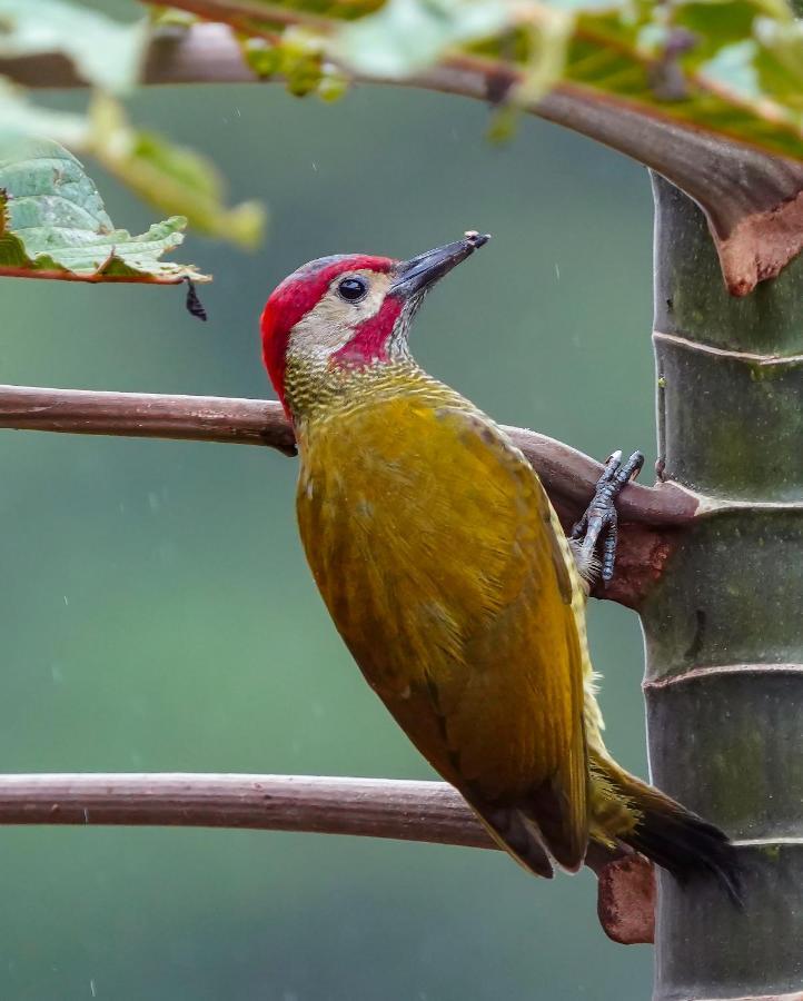 Arte de Plumas birding lodge Cartago Exterior foto