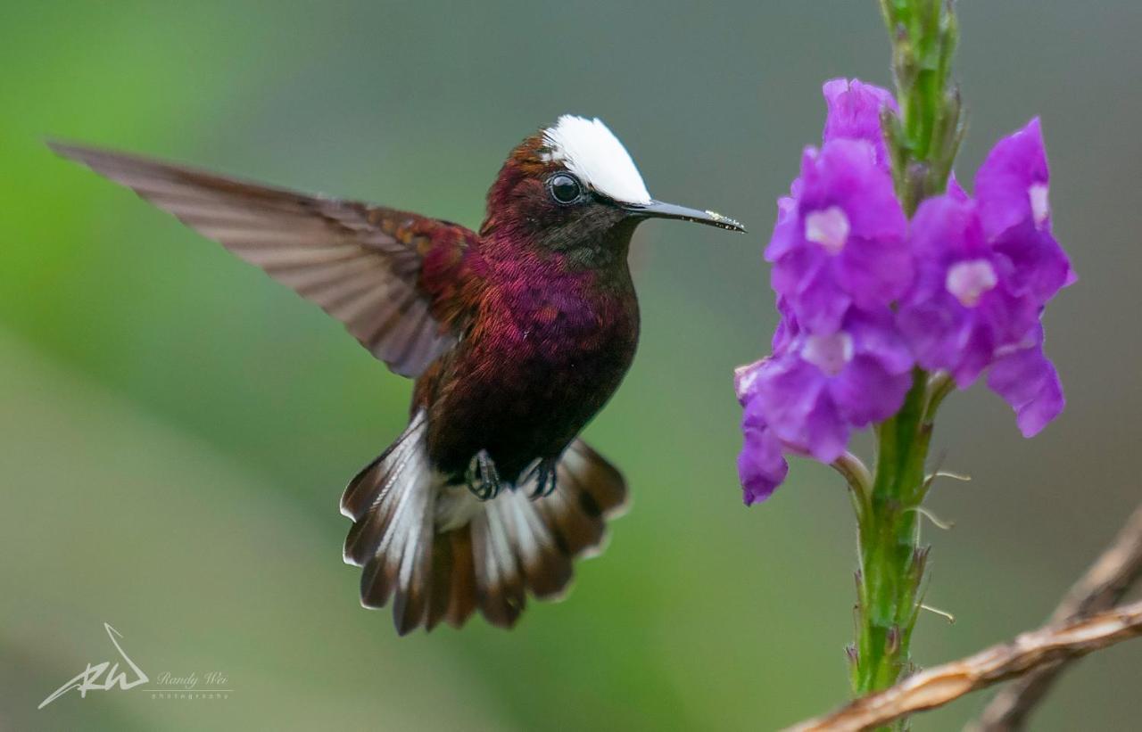 Arte de Plumas birding lodge Cartago Exterior foto