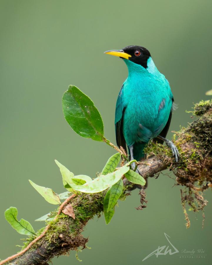 Arte de Plumas birding lodge Cartago Exterior foto