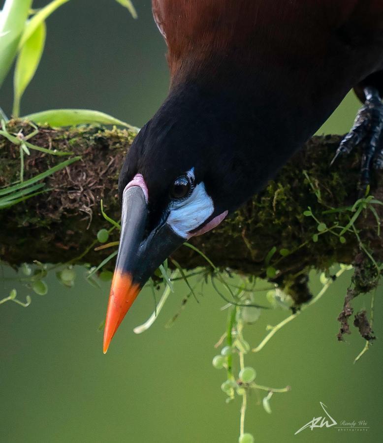 Arte de Plumas birding lodge Cartago Exterior foto