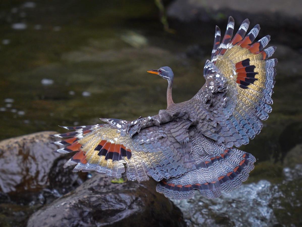 Arte de Plumas birding lodge Cartago Exterior foto