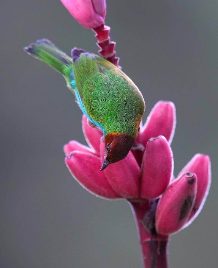 Arte de Plumas birding lodge Cartago Exterior foto