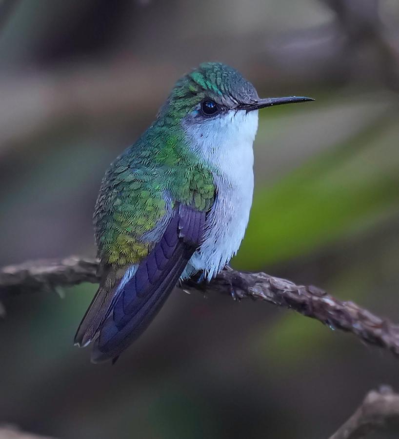 Arte de Plumas birding lodge Cartago Exterior foto