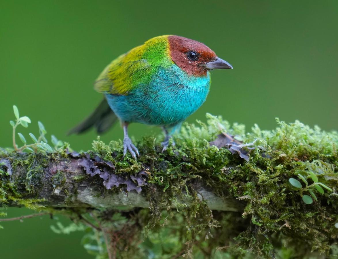 Arte de Plumas birding lodge Cartago Exterior foto