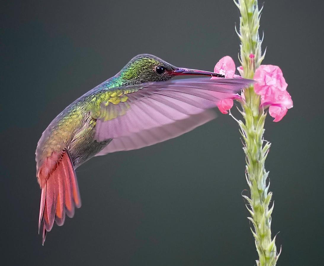 Arte de Plumas birding lodge Cartago Exterior foto