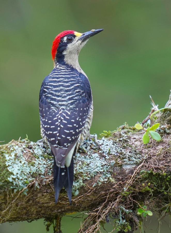 Arte de Plumas birding lodge Cartago Exterior foto